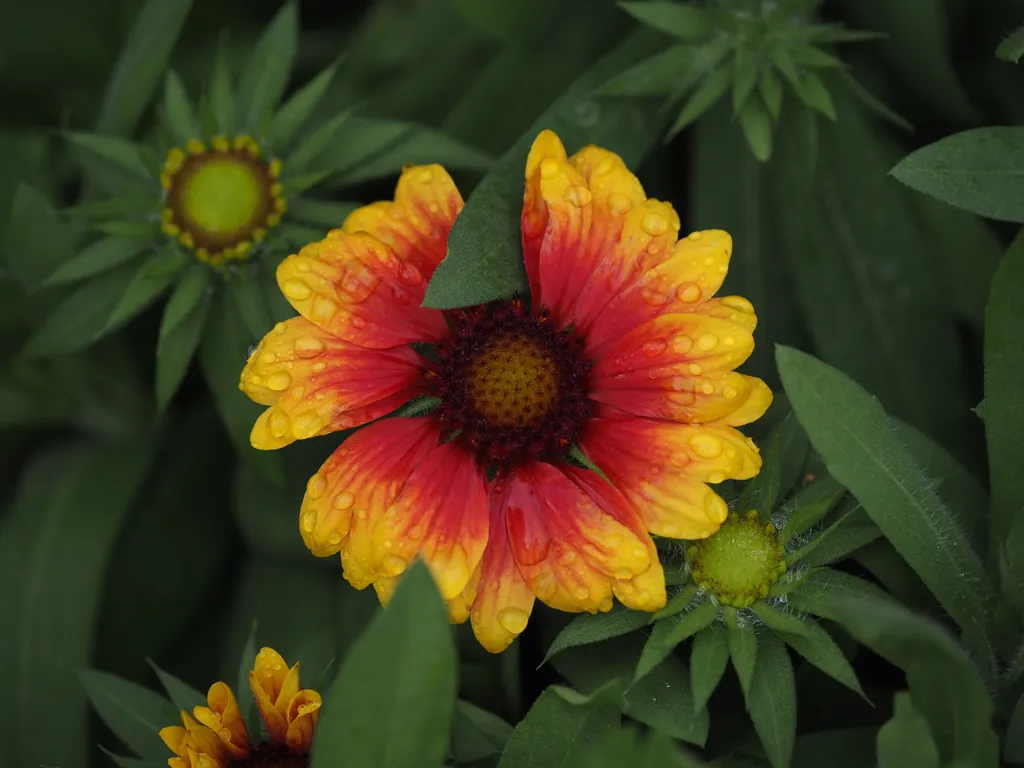 a yellow and red flower