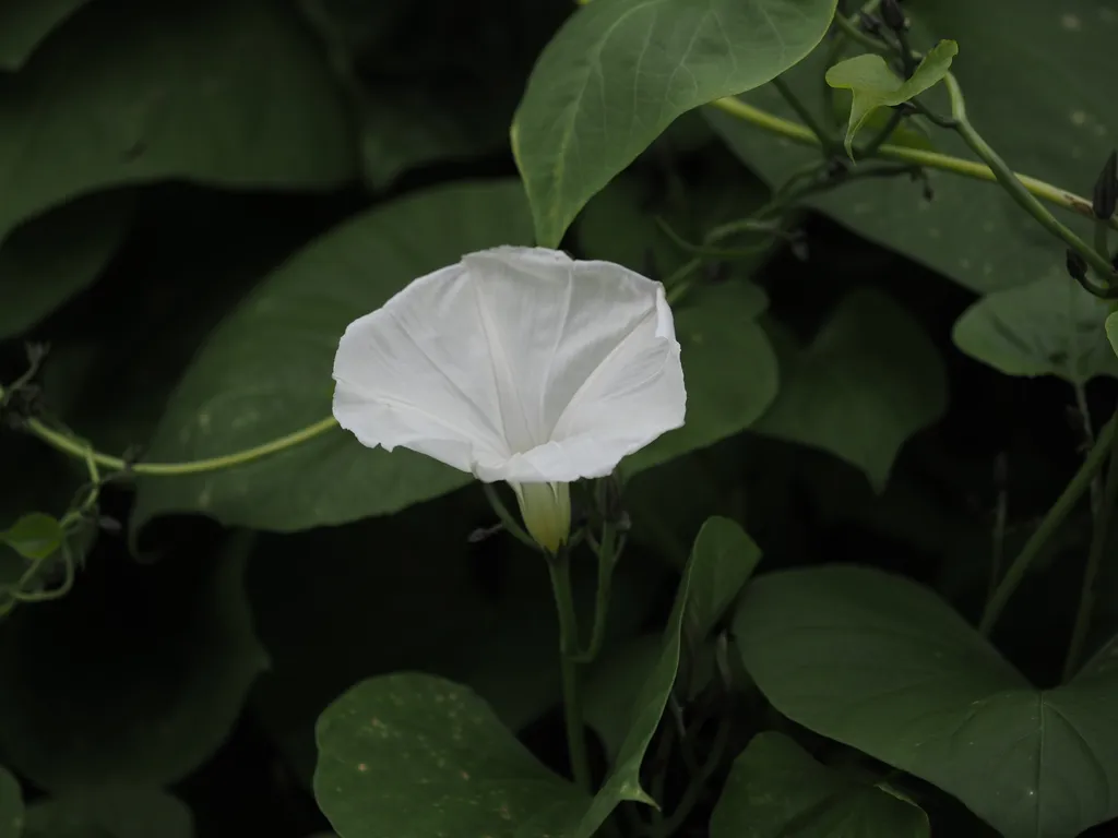 a white flower