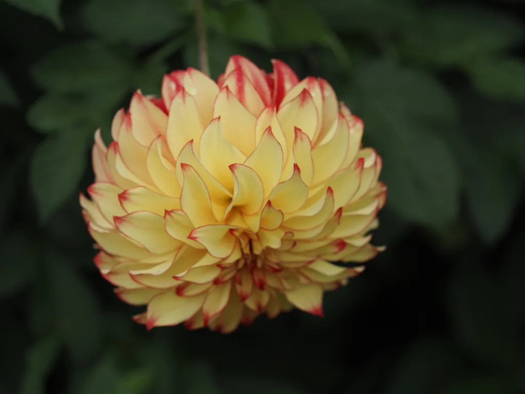 a yellow flower with red tips