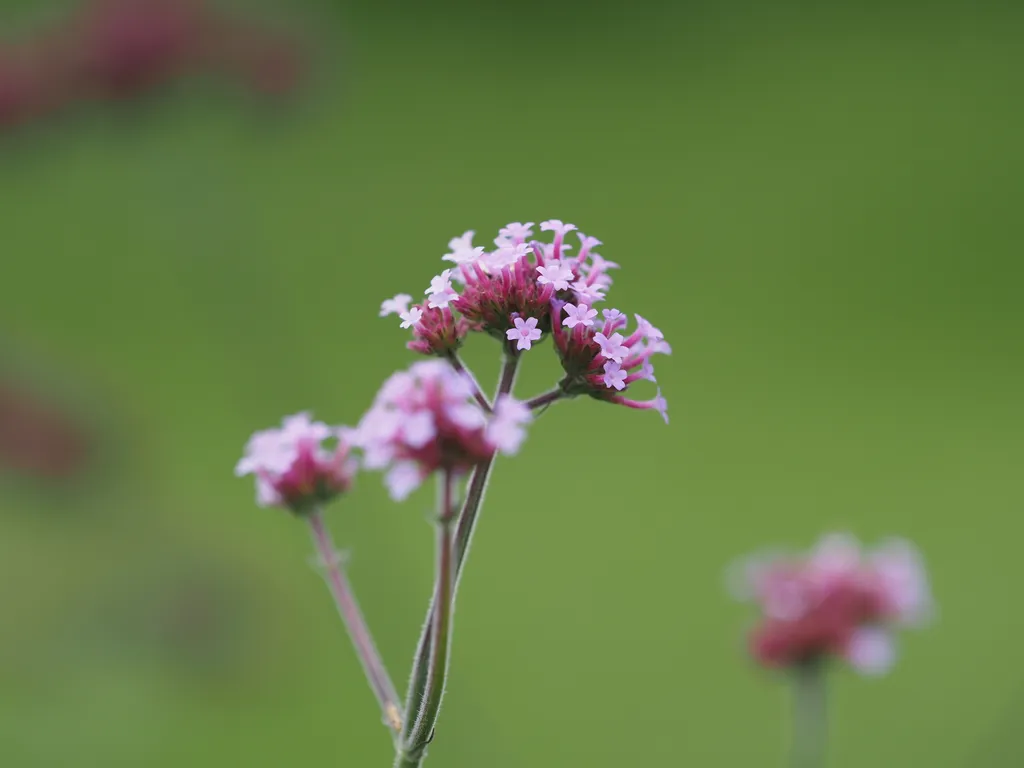 small pink flowers