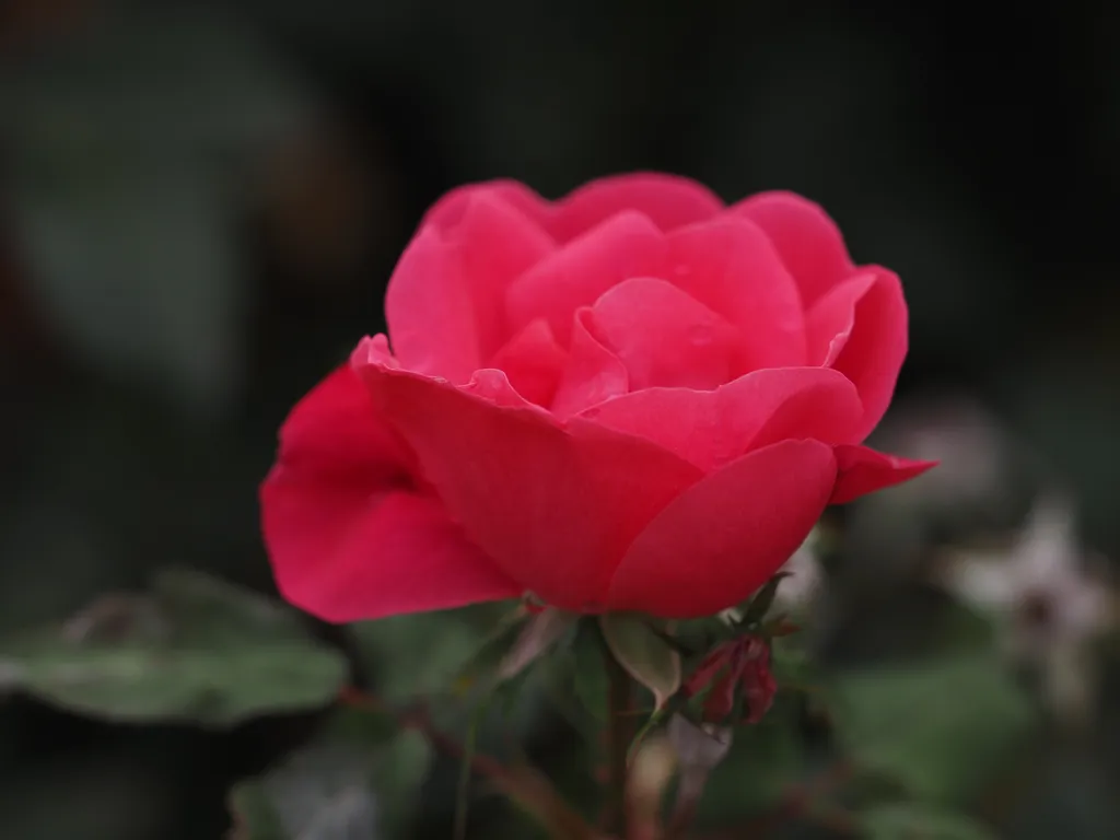 a flower covered in water droplets