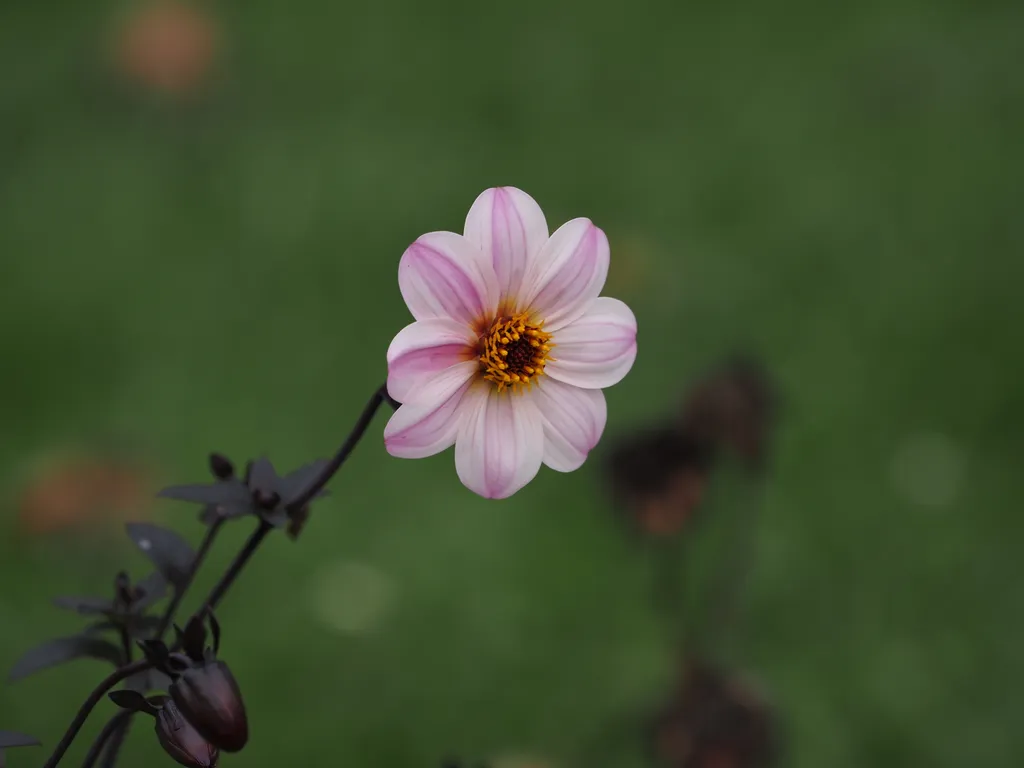 a pink and white flower