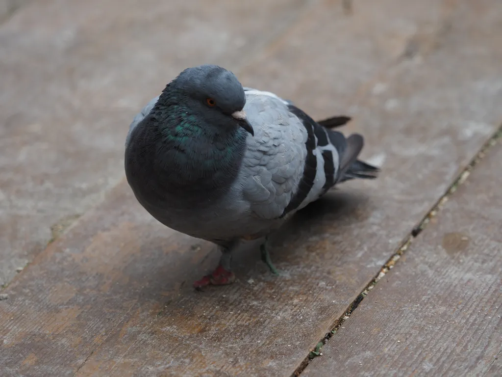 a 1-footed pigeon