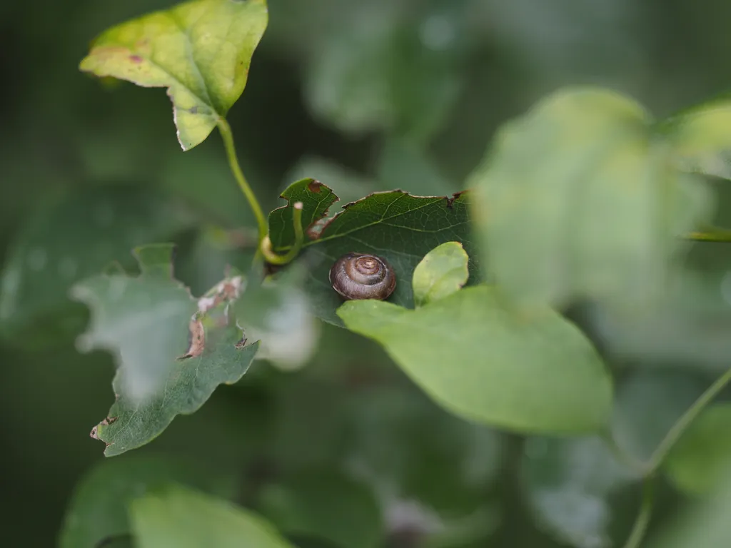 a small snail on a leaf