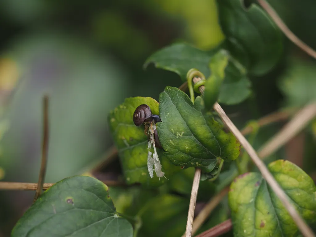 a small snail on a leaf