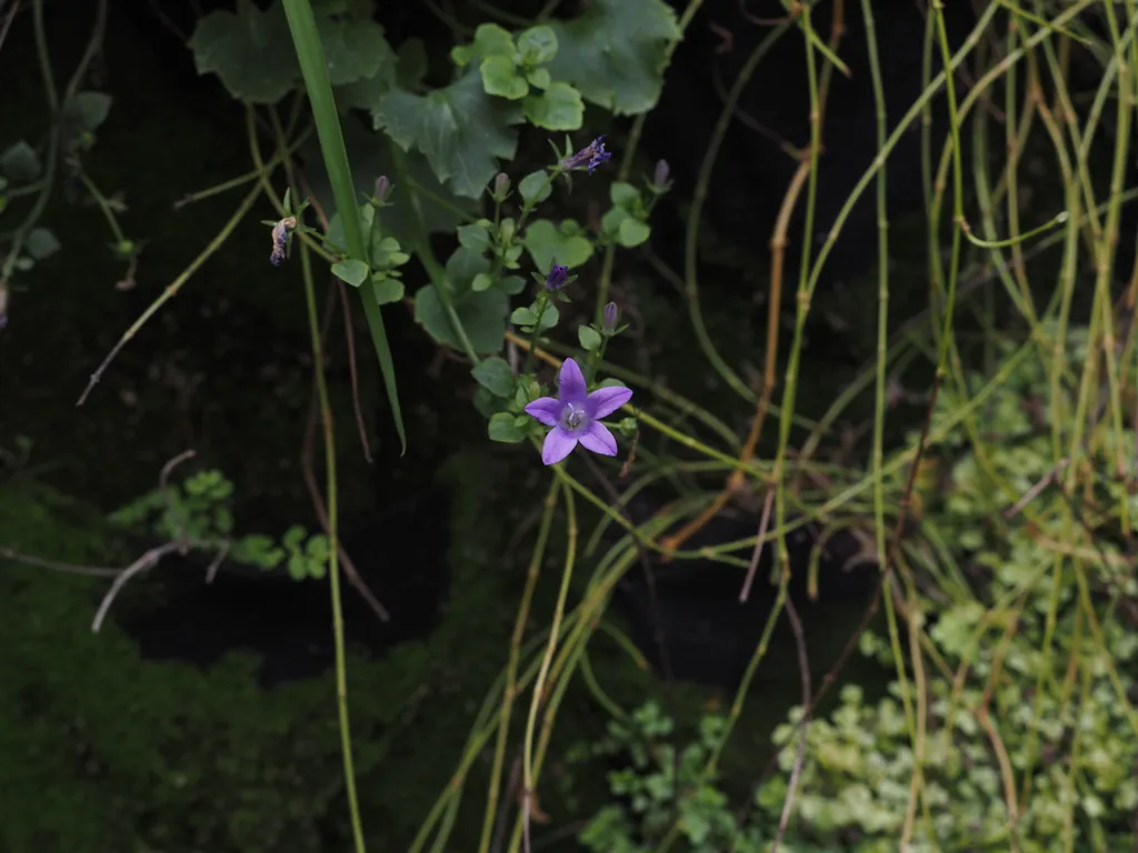 a purple flower growing on a stairway garden