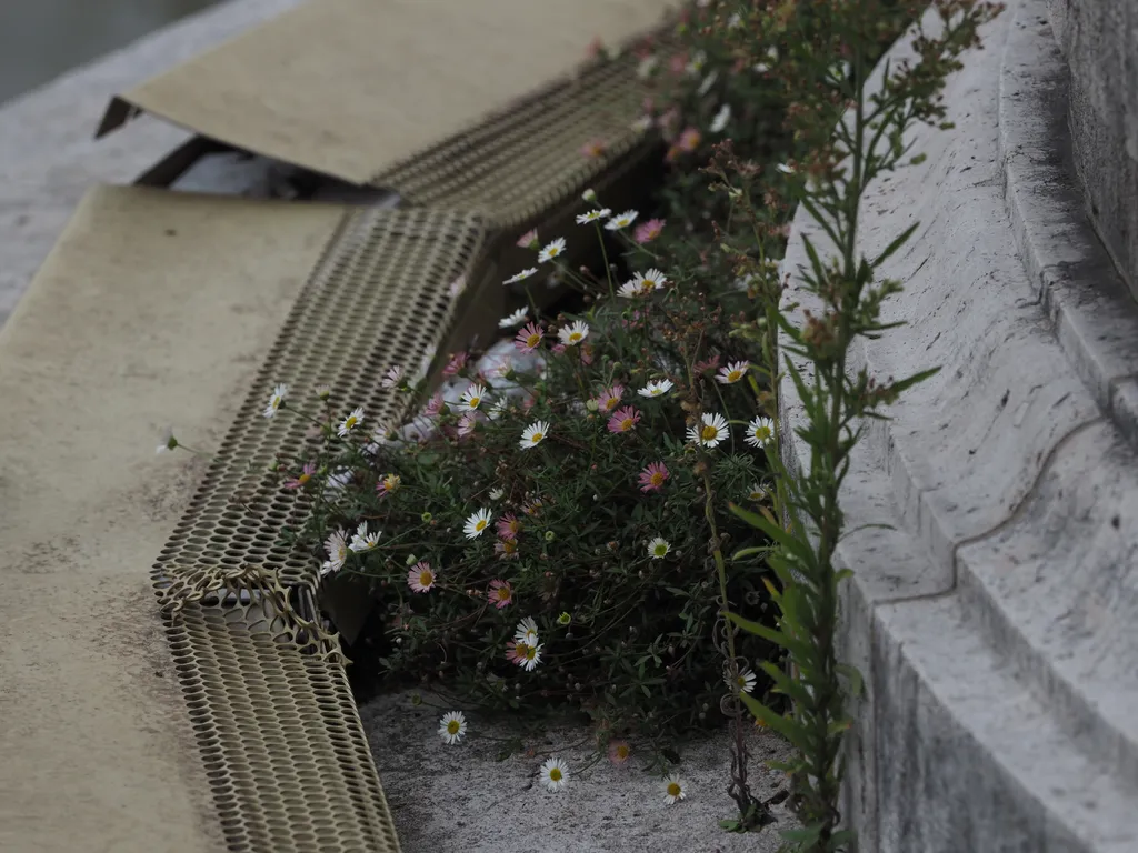 flowers growing along the edge of a bridge