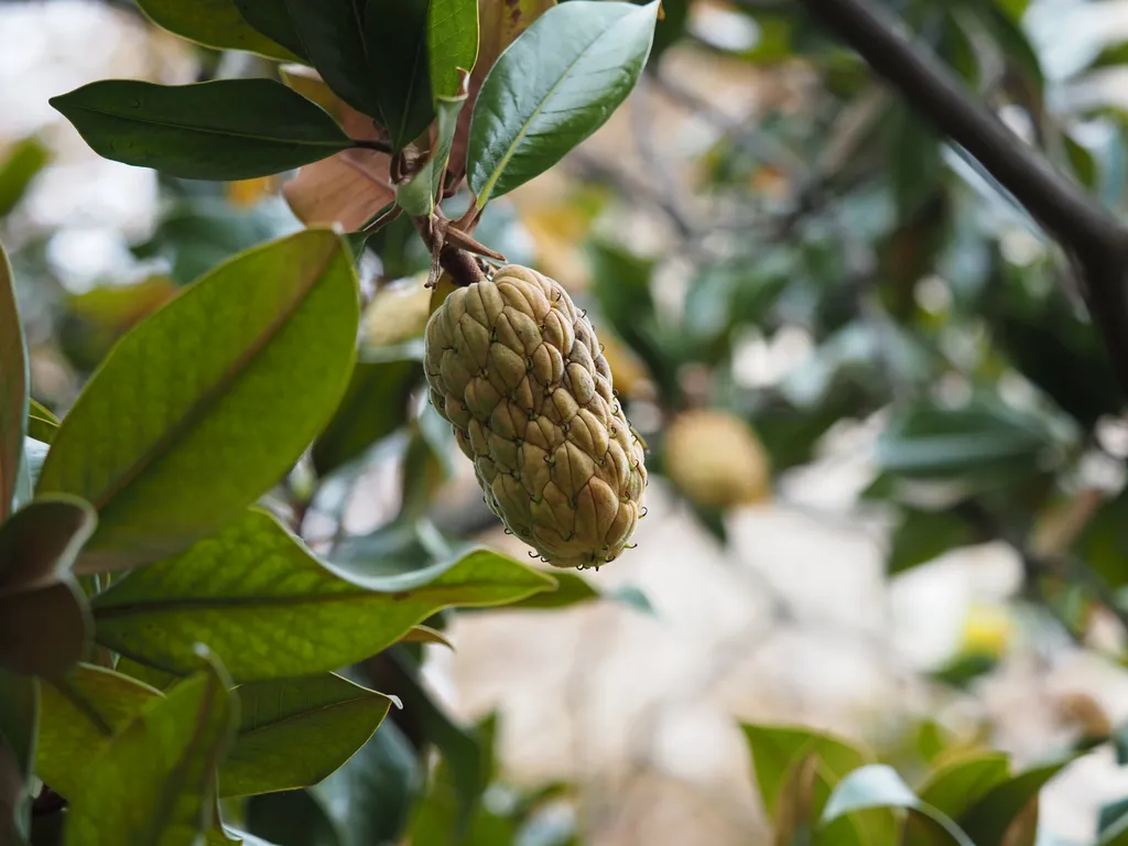 an unknown plant with a large seedpod