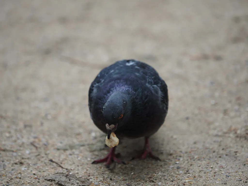 pigeons attempting to eat a hard piece of bread