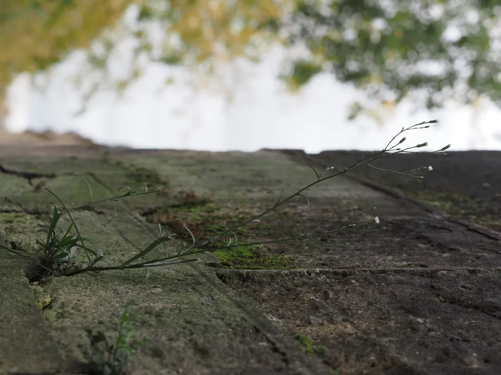 white flowers growing out of a stone wall