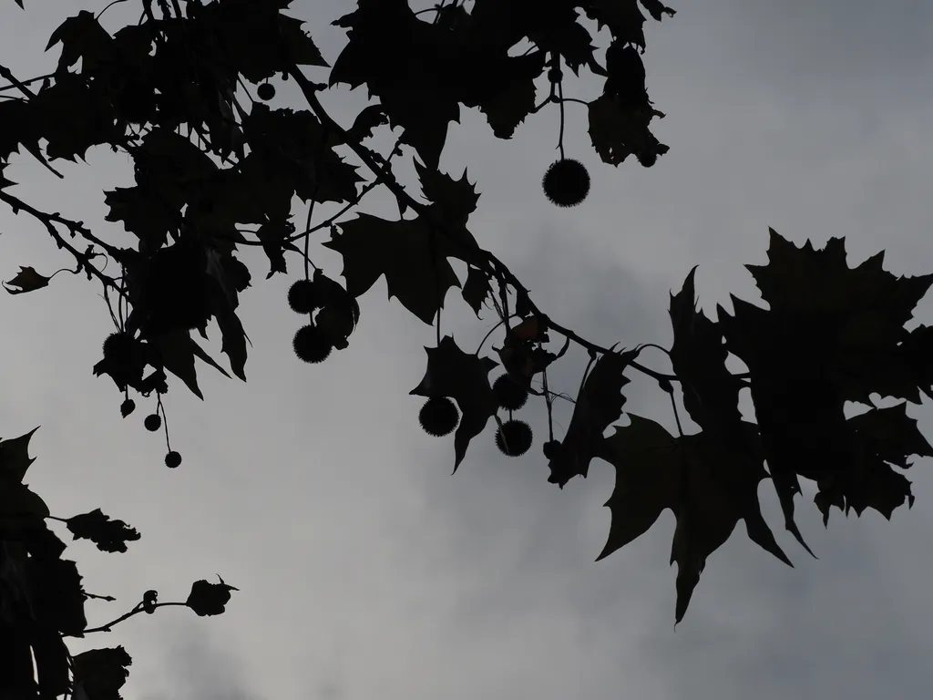 seed pods on a tree