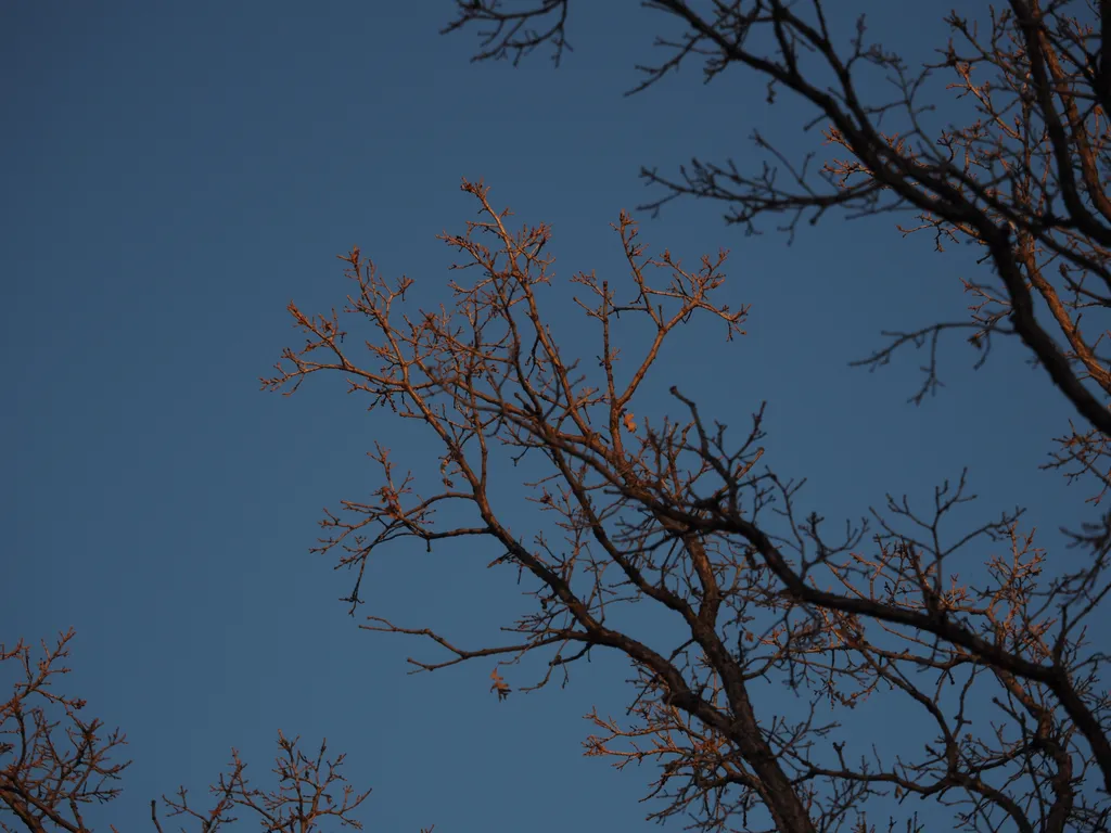 bare branches lit by the setting sun