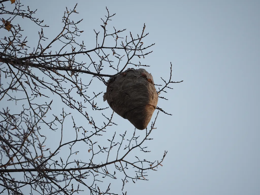 a large wasps nest in a tree