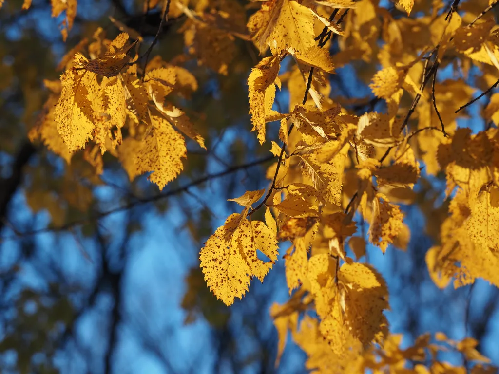 yellow leaves lit by the sun