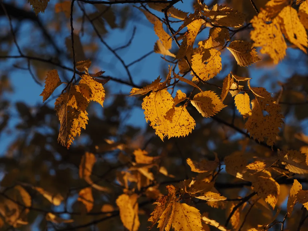 yellow leaves lit by the sun