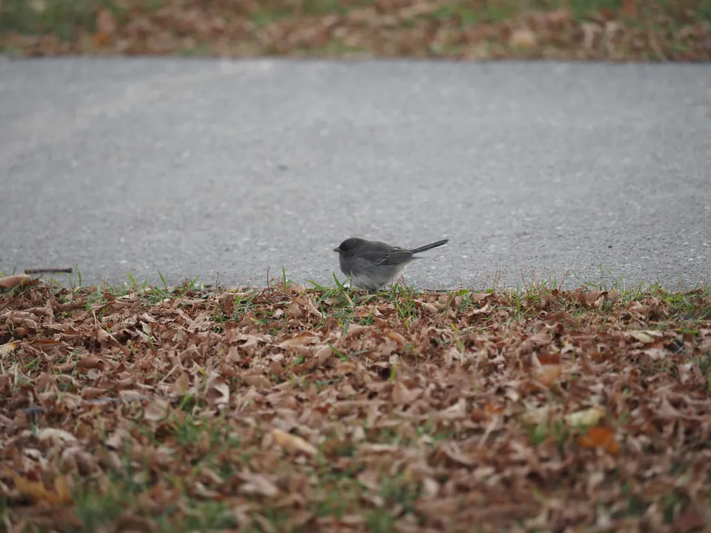 a small grey bird