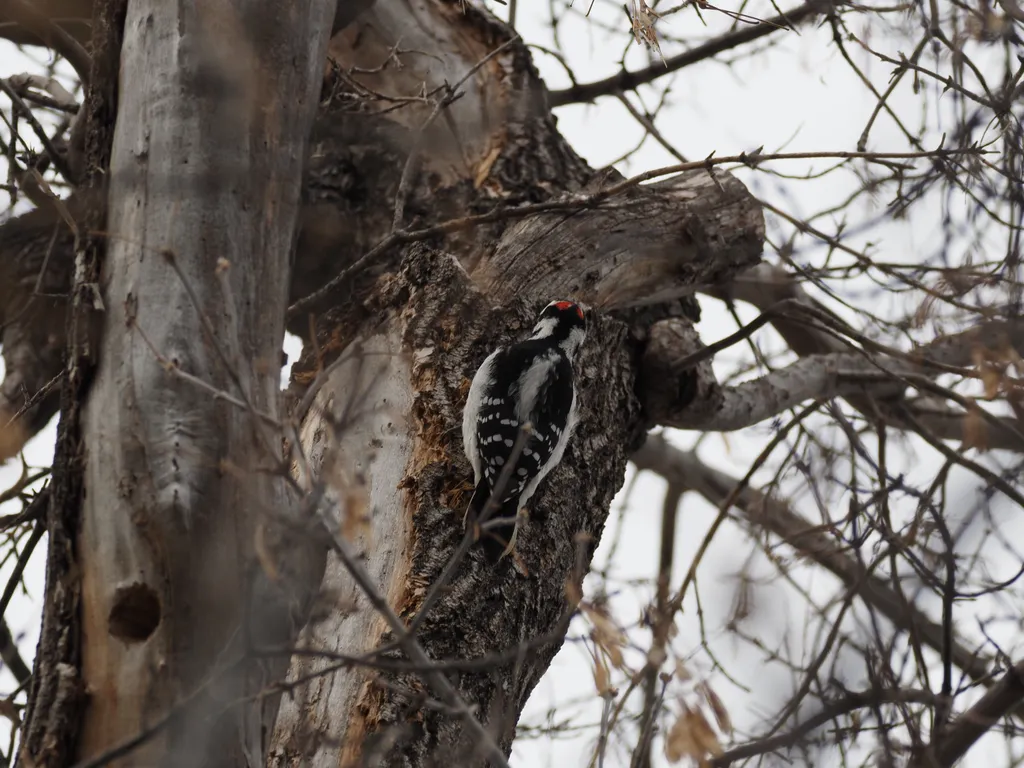 a woodpecker in a tree