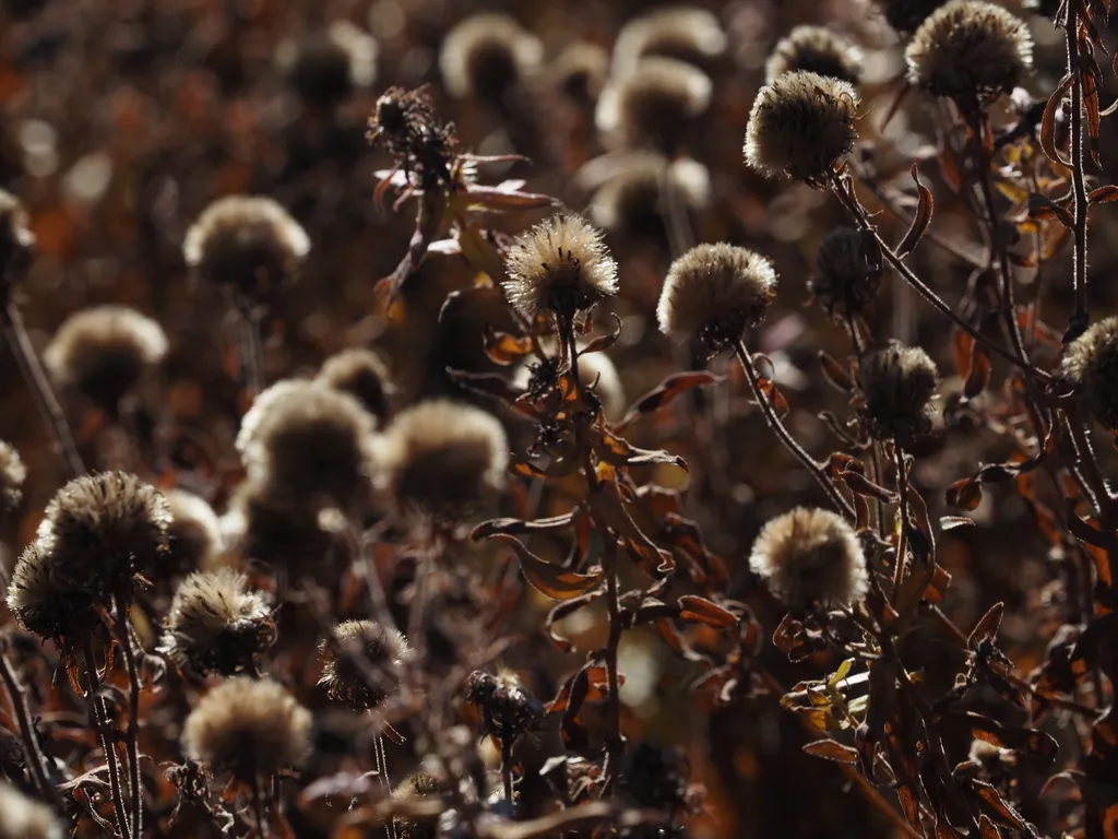 tall plants with fluffy seeds