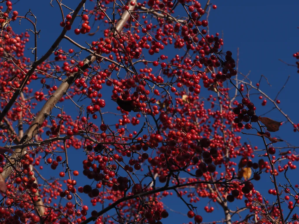 red berreis covering the branches of a tree