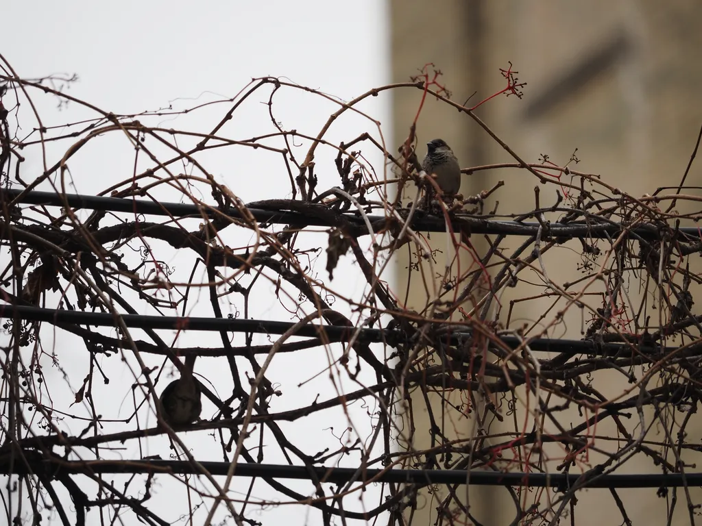 sparrows on vine-covered-wires