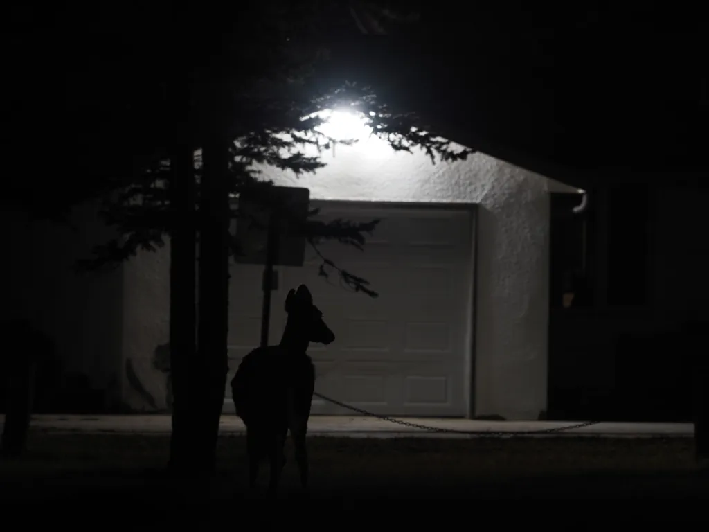 a deer at night