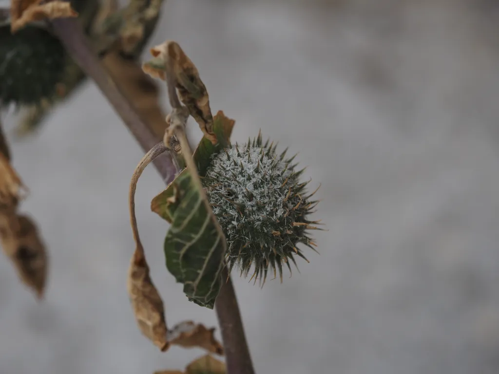 a spiky seed pod covered in snow