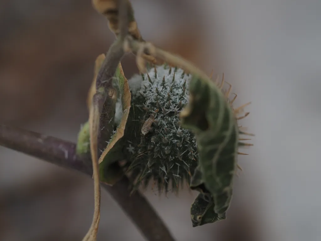 a spiky seed pod covered in snow