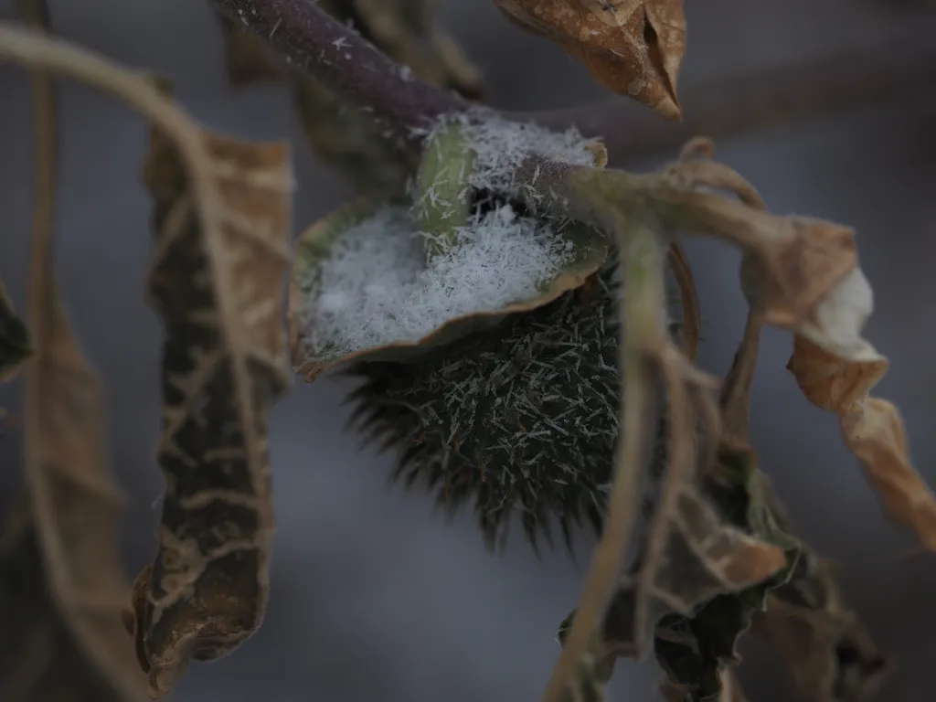 a spiky seed pod covered in snow