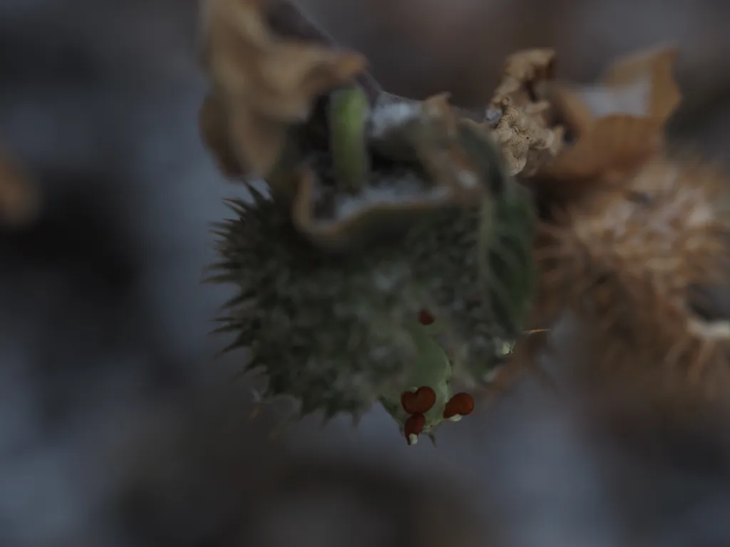 seeds visible in a broken seed pod