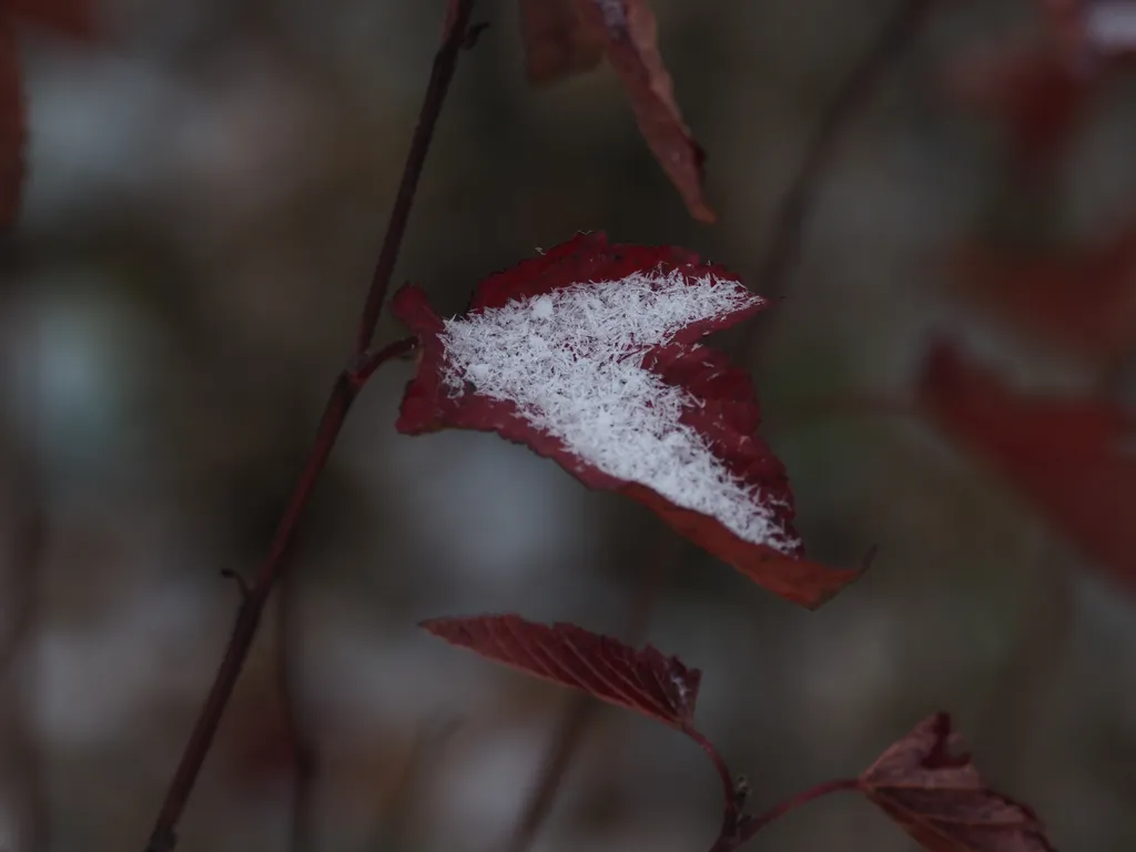 snow on a leaf