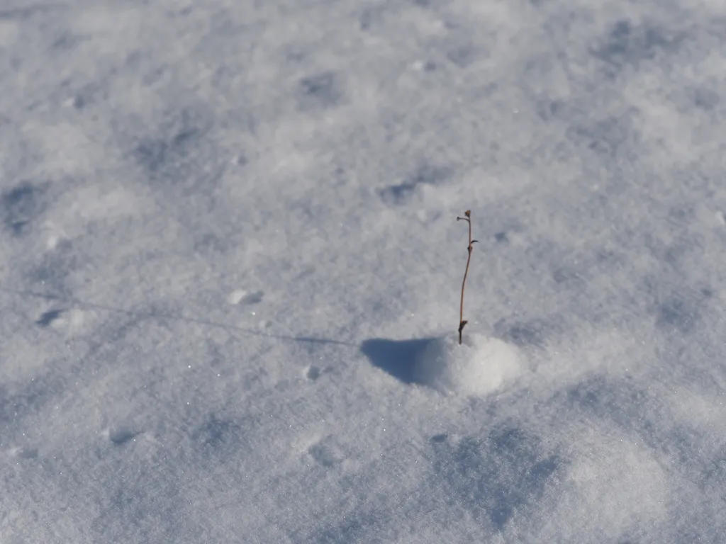 a plant sticking out of the snow