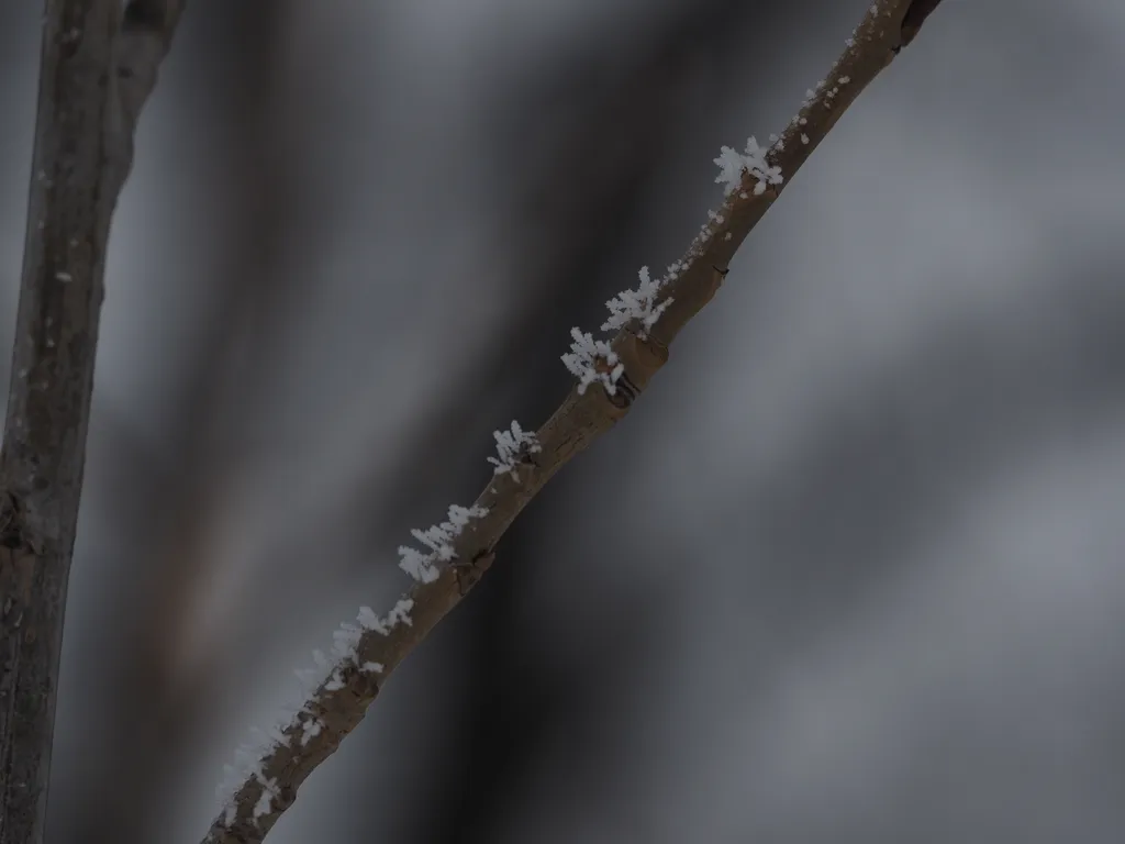 frost on bare branches