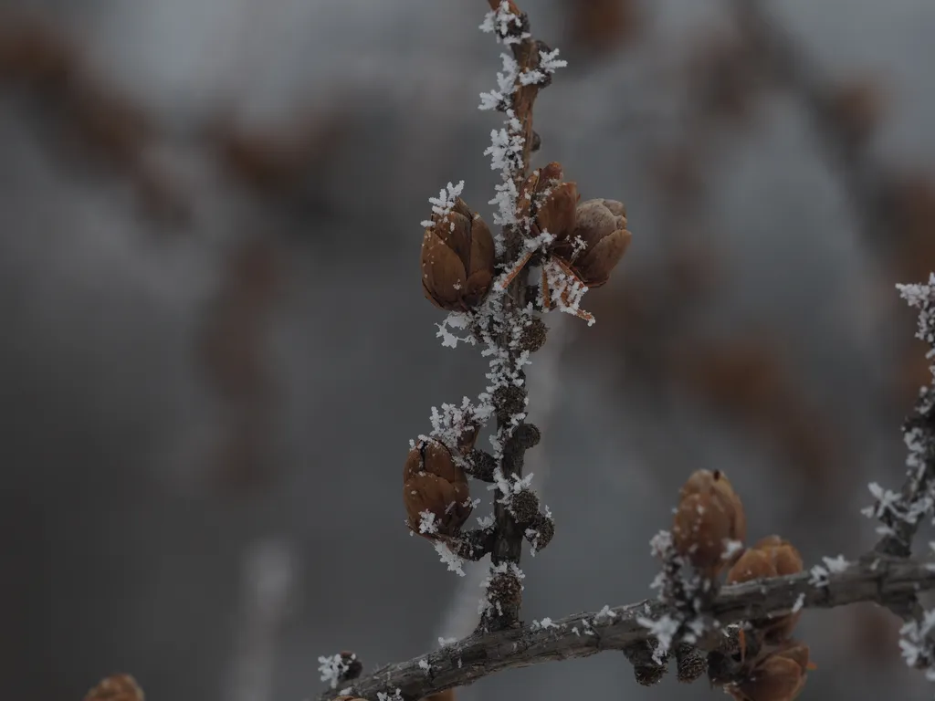 frost on branches