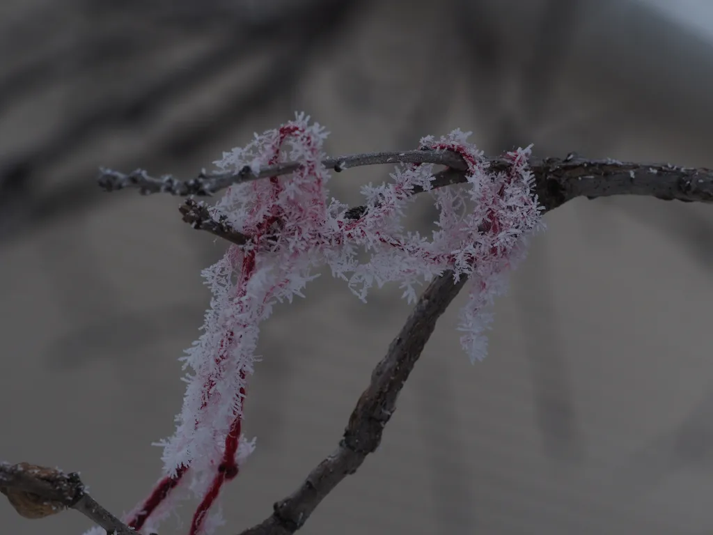 frost covering a piece of string