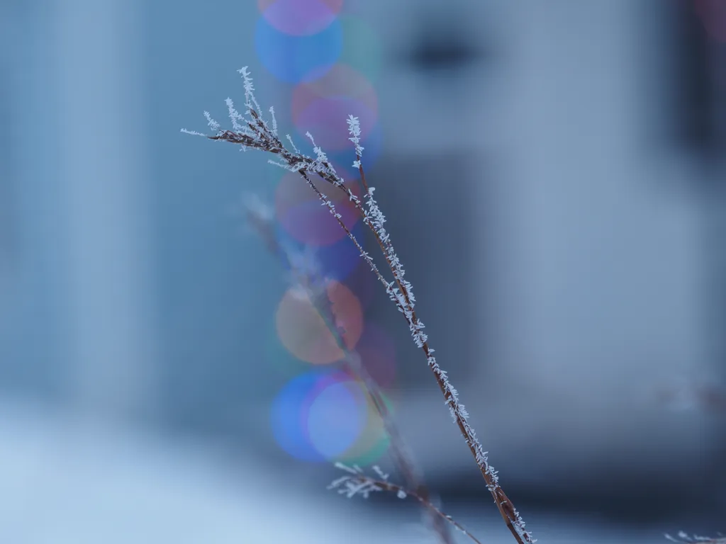 frosty branches