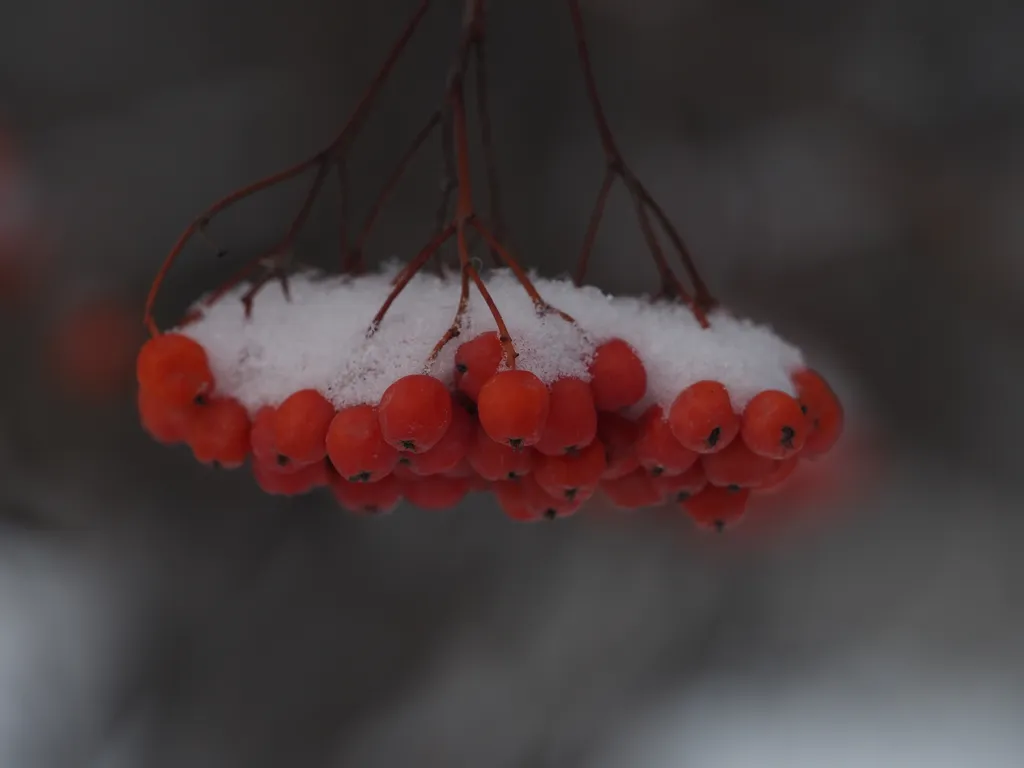 snow on red berries