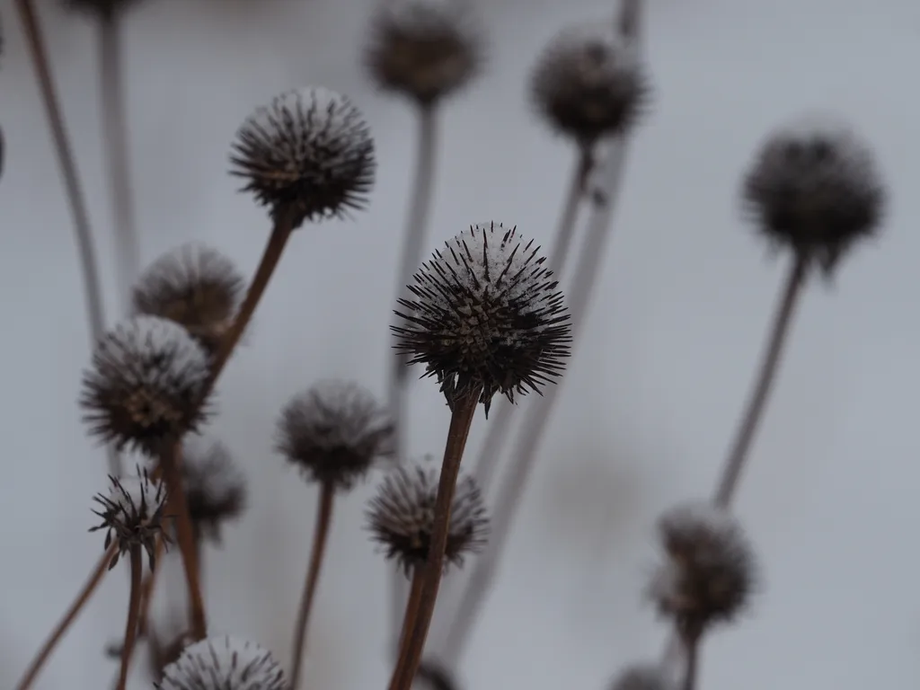 snow on the remains of coneflowers