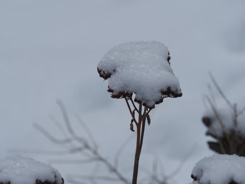 fluffy snow on top of a plant