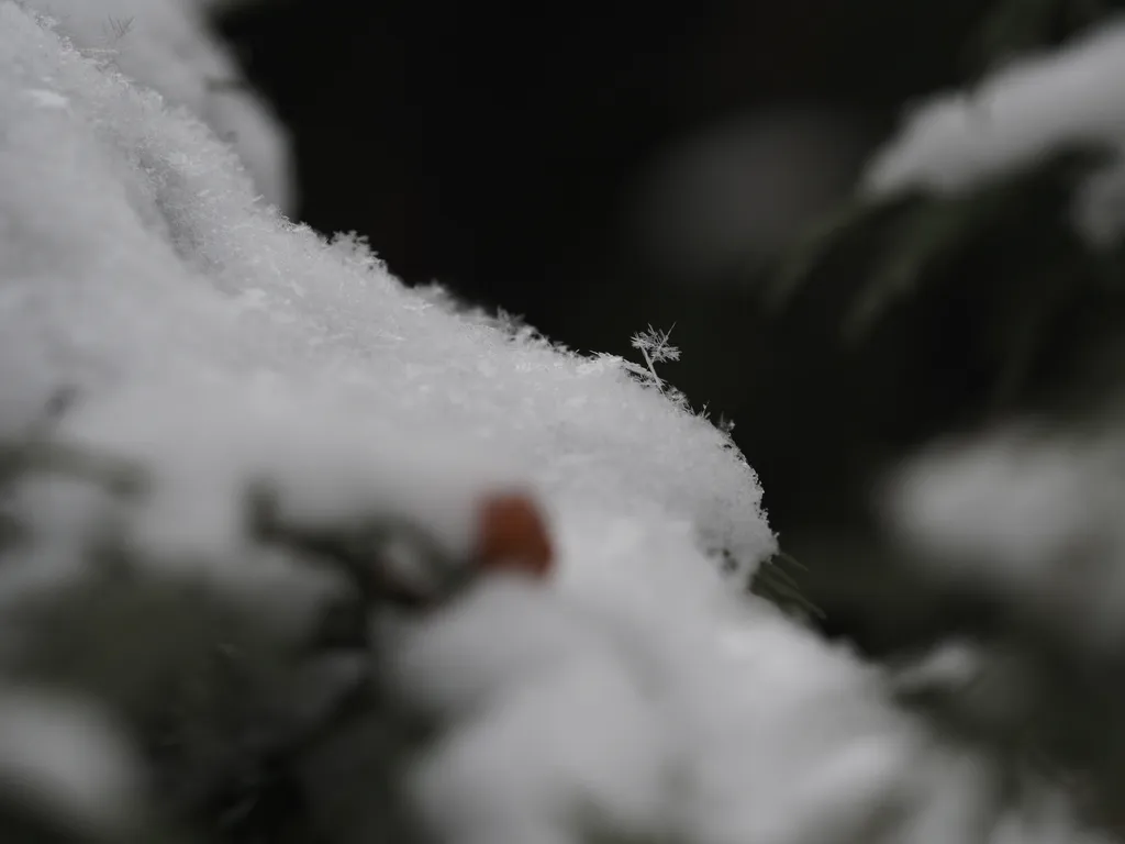 Fluffy snowflakes on a pine branch