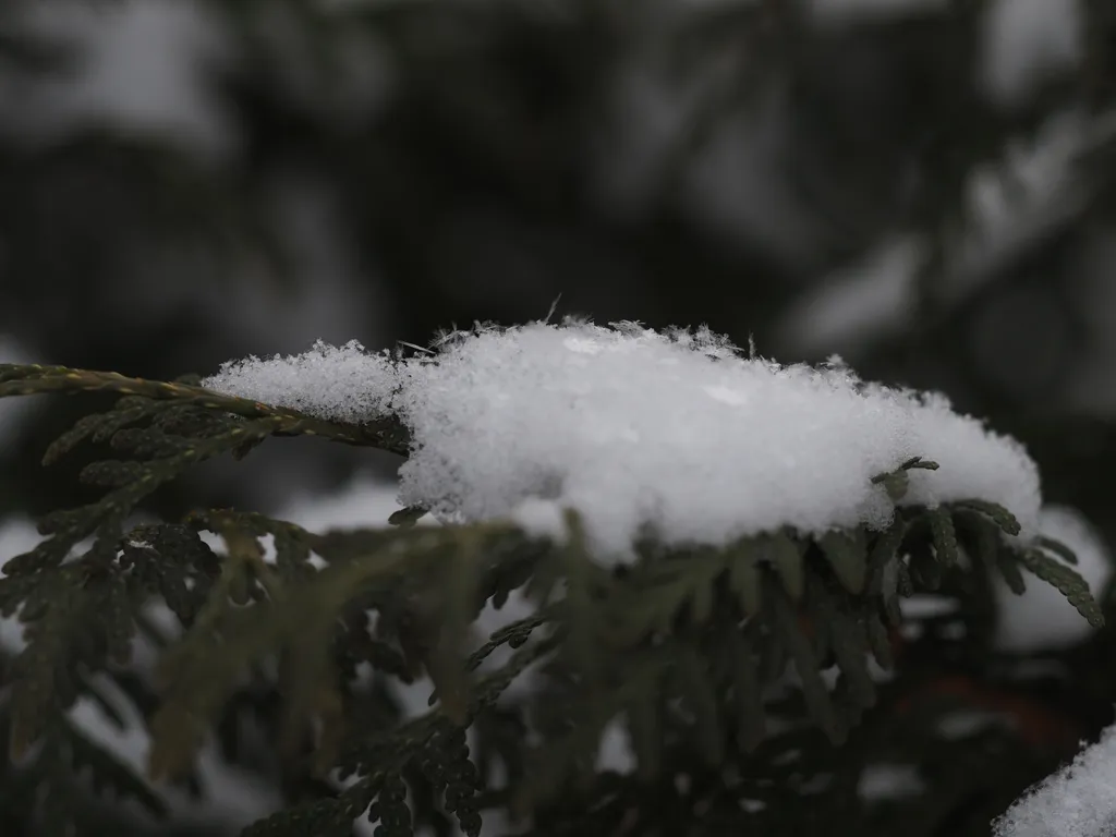 Fluffy snowflakes on a cedar branch