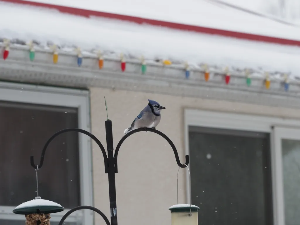 a bluejay on a feeder