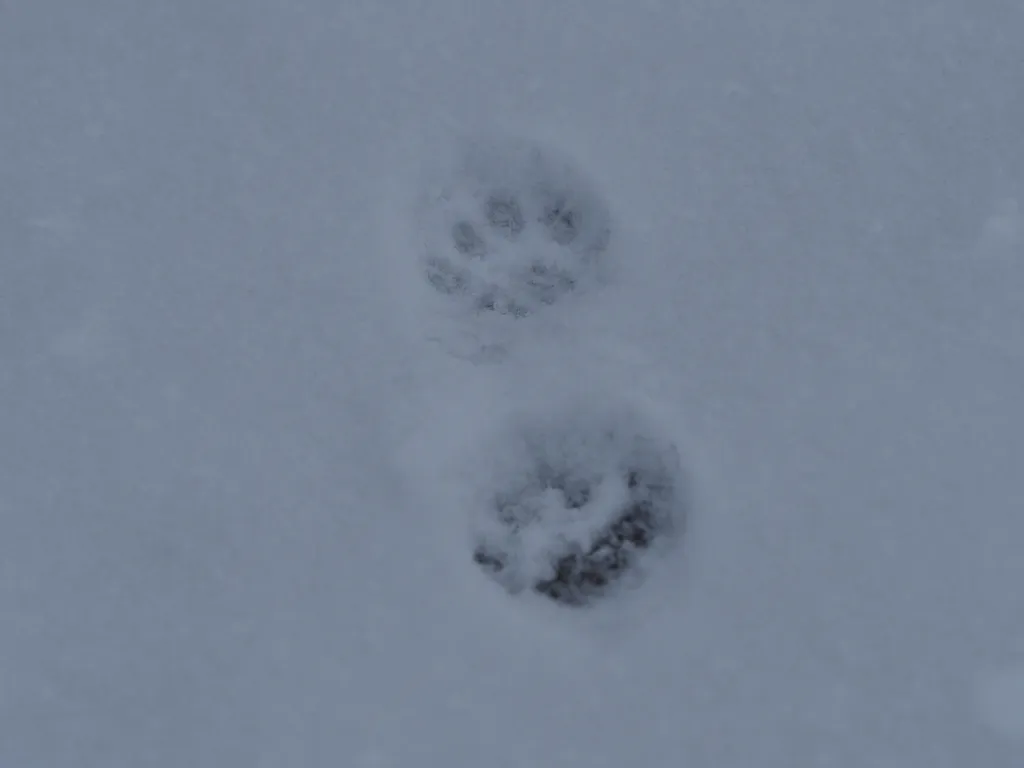 dog footprints in snow