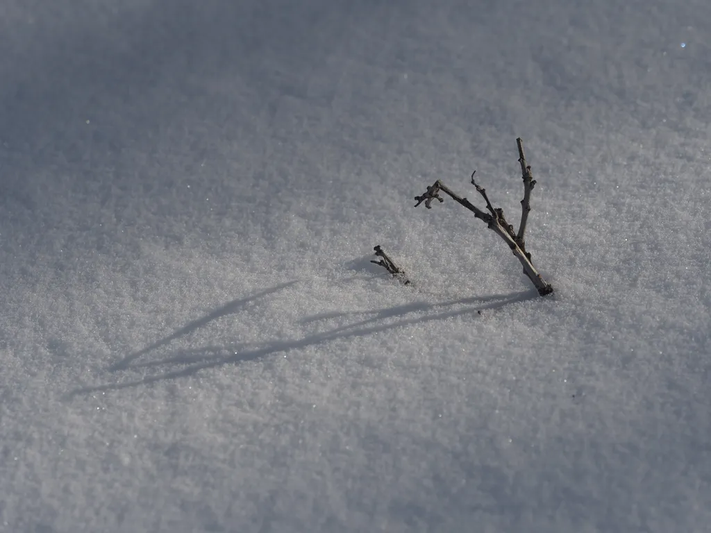 a branch poking out of the snow