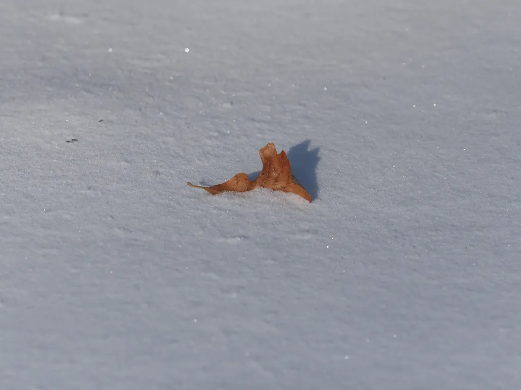 a fallen leaf trapped in snow