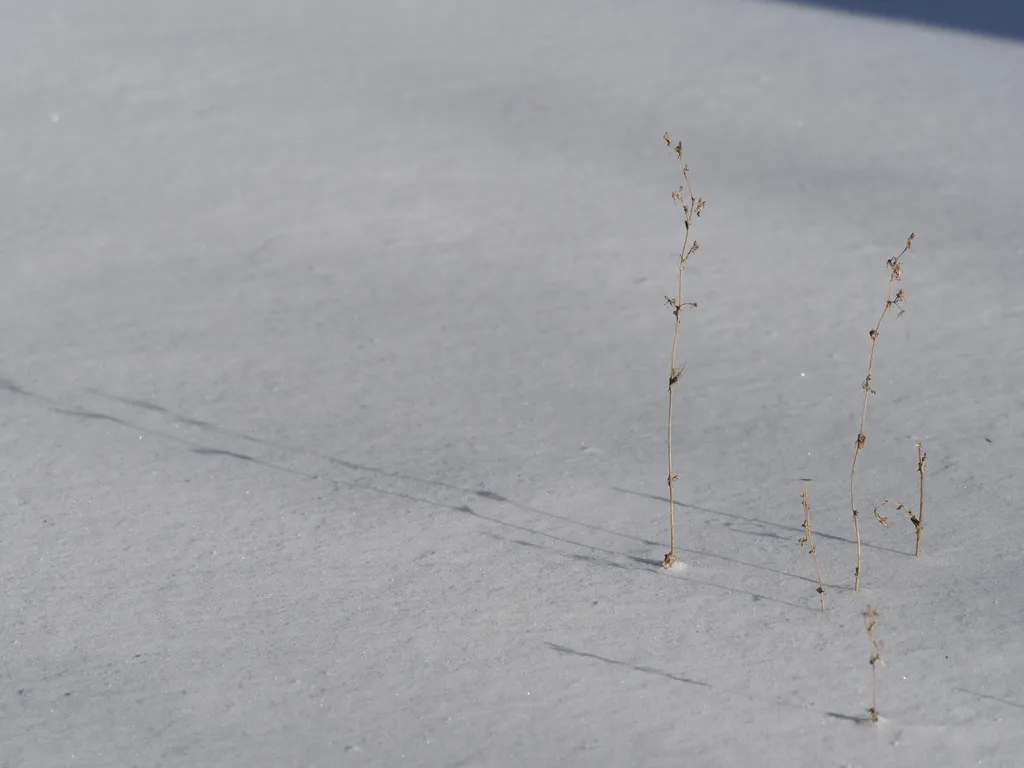 plants casting a shadow in the snow