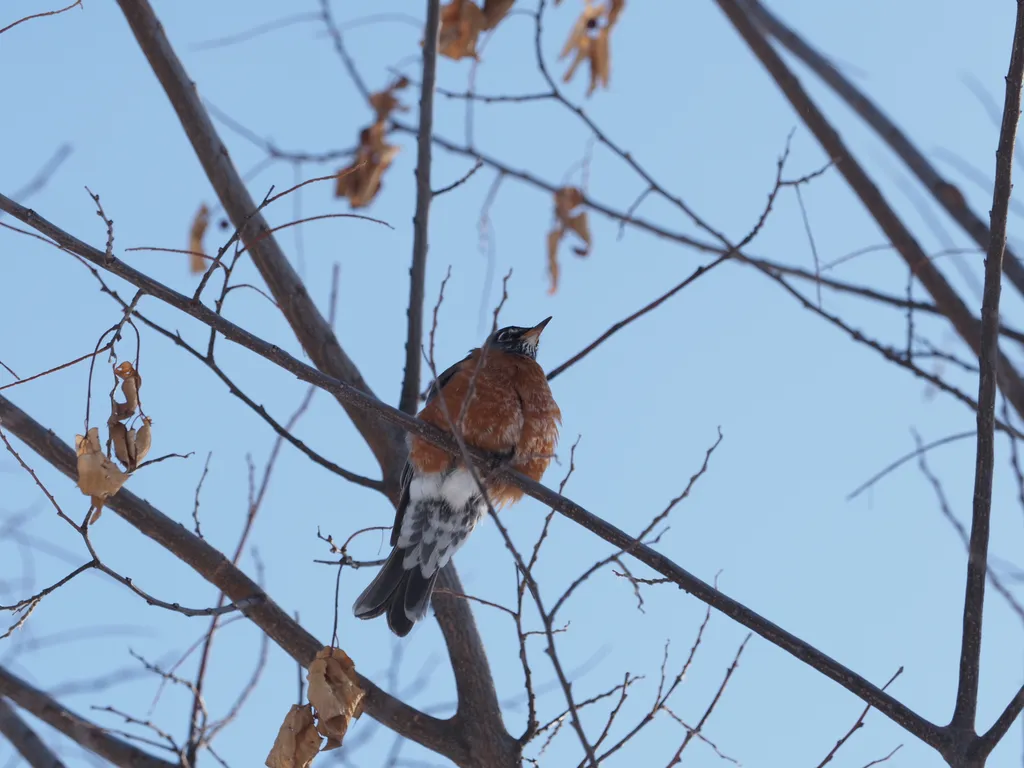 a robin in a tree