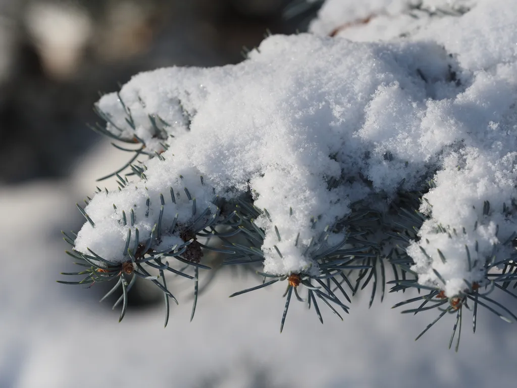 snow on a pine branch