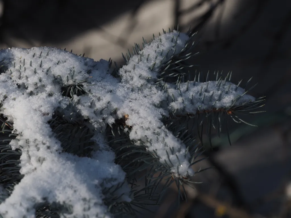 snow on a pine branch