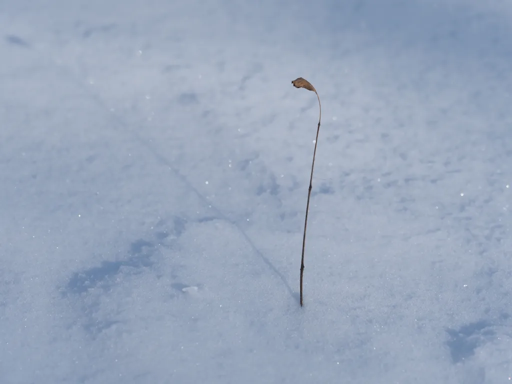 a plant sticking out of the snow