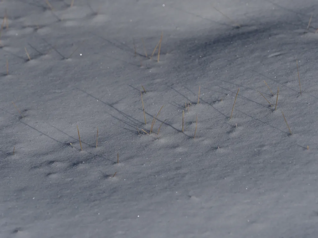 grass sticking out of the snow